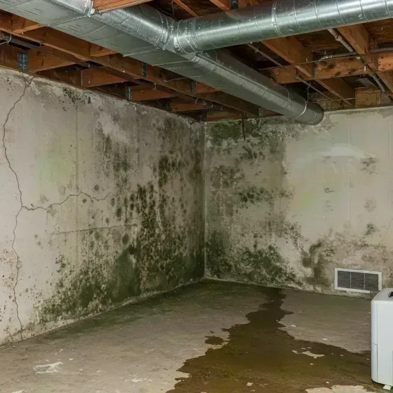 Professional Mold Removal in Hugo, CO